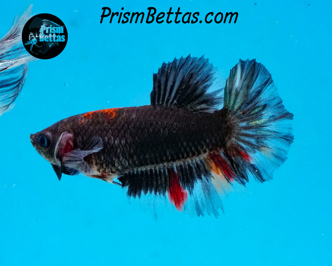 Black Licorice Halfmoon Female