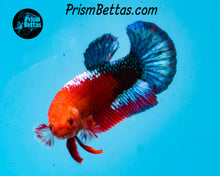 Load image into Gallery viewer, Marble Halfmoon Plakat Female