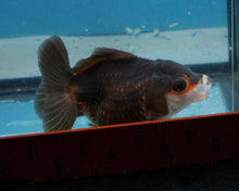 Load image into Gallery viewer, Panda Monster Oranda (3.5 inches) Imported in Thailand