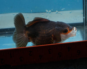 Panda Monster Oranda (3.5 inches) Imported in Thailand