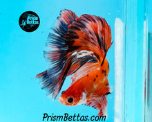 Load image into Gallery viewer, Orange Koi Halfmoon Male