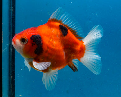 Tricolor Monster Oranda Male (3.25 inches) Imported in Thailand