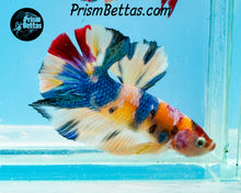Load image into Gallery viewer, Candy Koi Halfmoon Plakat Male