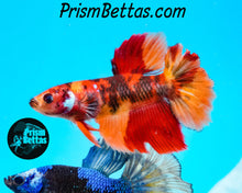 Load image into Gallery viewer, Candy Koi Halfmoon Female