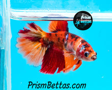 Load image into Gallery viewer, Candy Koi Halfmoon Female