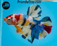 Load image into Gallery viewer, Candy Koi Halfmoon Plakat Male