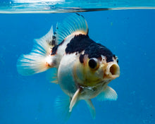 Load image into Gallery viewer, Panda Monster Oranda Male (3 inches) Imported in Thailand