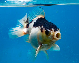 Panda Monster Oranda Male (3 inches) Imported in Thailand
