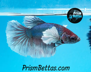 Dumbo Halfmoon Female Buy 4 Get 1 Free