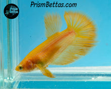 Load image into Gallery viewer, Yellow Halfmoon Female