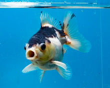 Load image into Gallery viewer, Panda Monster Oranda Male (3 inches) Imported in Thailand