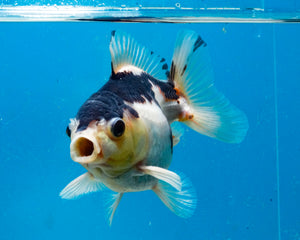 Panda Monster Oranda Male (3 inches) Imported in Thailand
