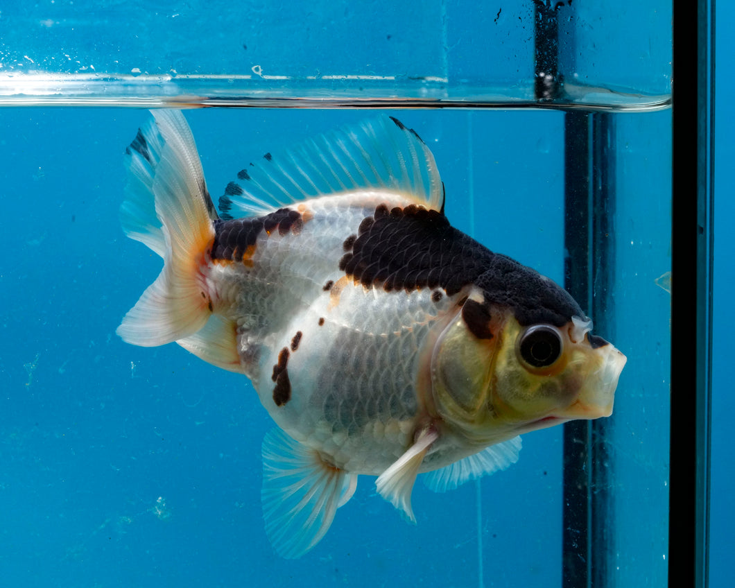 Panda Monster Oranda Male (3 inches) Imported in Thailand