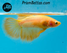 Load image into Gallery viewer, Yellow Halfmoon Female