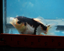 Load image into Gallery viewer, Panda Monster Oranda Male (3 inches) Imported in Thailand