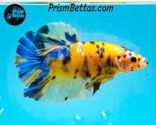 Load image into Gallery viewer, Yellow Koi Giant Halfmoon Plakat Male