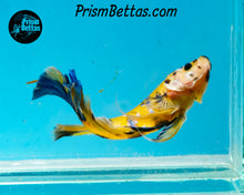 Load image into Gallery viewer, Yellow Koi Giant Halfmoon Plakat Male