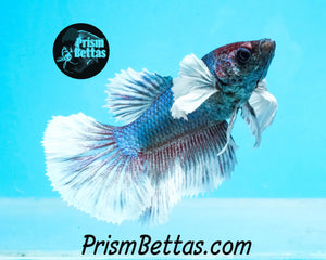 Dumbo Halfmoon Female Buy 4 Get 1 Free