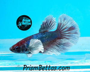 Dumbo Halfmoon Female Buy 4 Get 1 Free