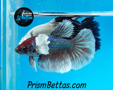 Dumbo Halfmoon Female Buy 4 Get 1 Free