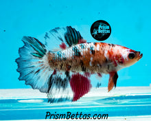 Load image into Gallery viewer, Marble Halfmoon Female