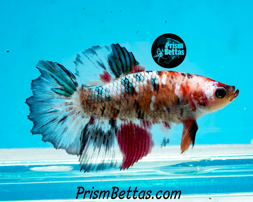 Marble Halfmoon Female