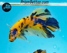 Load image into Gallery viewer, Yellow Koi Giant Halfmoon Plakat Male