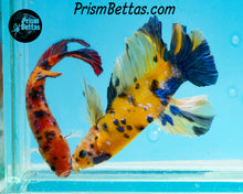 Load image into Gallery viewer, Yellow Koi Giant Halfmoon Plakat Male