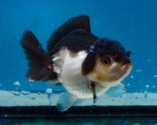 Load image into Gallery viewer, Panda Monster Oranda (3 inches) Imported in Thailand