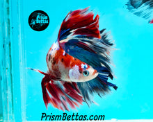 Load image into Gallery viewer, Red Koi Doubletail Halfmoon Male