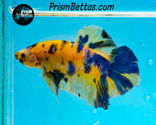 Load image into Gallery viewer, Yellow Koi Giant Halfmoon Plakat Male