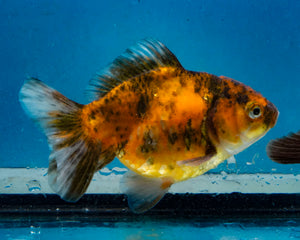 Calico Monster Oranda Female (3.5 inches) Imported in Thailand