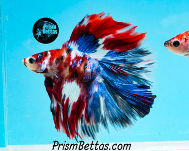 Red Koi Doubletail Halfmoon Male
