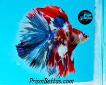 Load image into Gallery viewer, Red Koi Doubletail Halfmoon Male