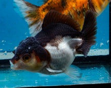 Load image into Gallery viewer, Panda Monster Oranda (3 inches) Imported in Thailand