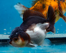 Load image into Gallery viewer, Panda Monster Oranda (3 inches) Imported in Thailand