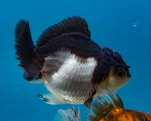 Load image into Gallery viewer, Panda Monster Oranda (3 inches) Imported in Thailand