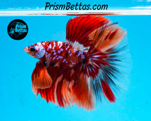 Load image into Gallery viewer, Galaxy Candy Koi Halfmoon Male