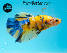 Load image into Gallery viewer, Yellow Koi Giant Halfmoon Plakat Male