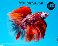 Load image into Gallery viewer, Galaxy Candy Koi Halfmoon Male