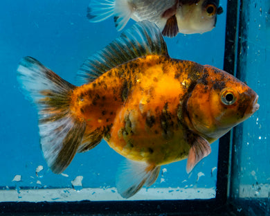 Calico Monster Oranda Female (3.5 inches) Imported in Thailand