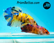 Load image into Gallery viewer, Candy Koi Giant Halfmoon Plakat Female