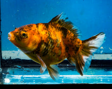 Load image into Gallery viewer, Calico Monster Oranda Female (3.5 inches) Imported in Thailand