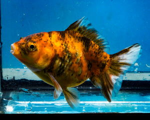 Calico Monster Oranda Female (3.5 inches) Imported in Thailand