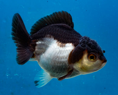 Panda Monster Oranda (3 inches) Imported in Thailand