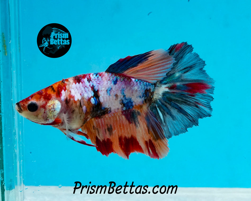 Rainbow Marble Halfmoon Female