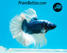 Load image into Gallery viewer, Steel Blue Butterfly Marble Halfmoon Male