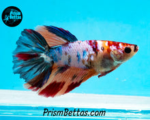 Load image into Gallery viewer, Rainbow Marble Halfmoon Female