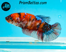 Load image into Gallery viewer, Red Koi Giant Halfmoon Plakat Female