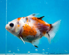 Load image into Gallery viewer, Calico Monster Oranda Female (3.5 inches) Imported in Thailand